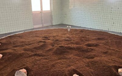 カブトムシの気持ち（ブログ）